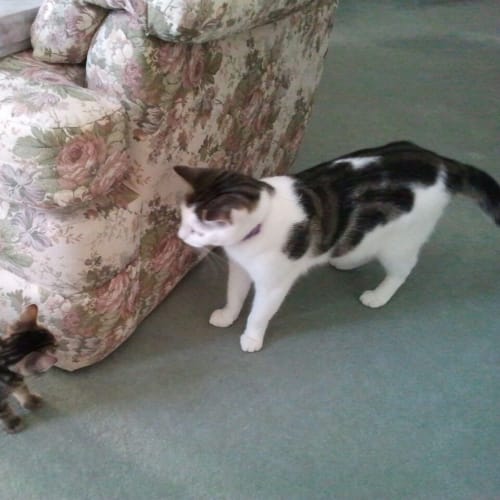 No photo for Romeo  Adoption Pending
