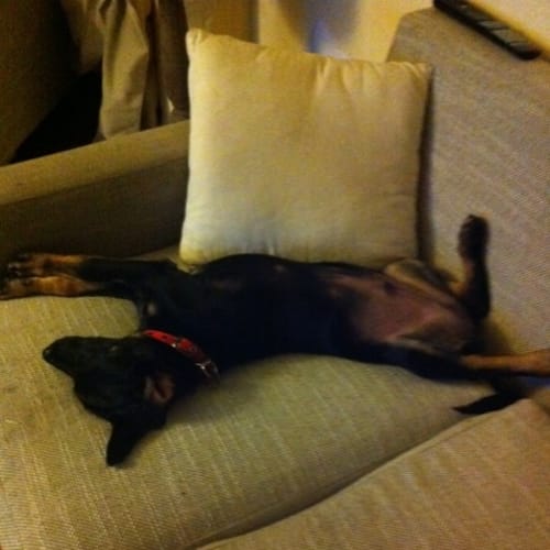 Archie (Adoption Pending)