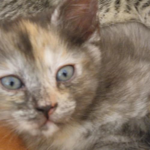 No photo for K Torti 1