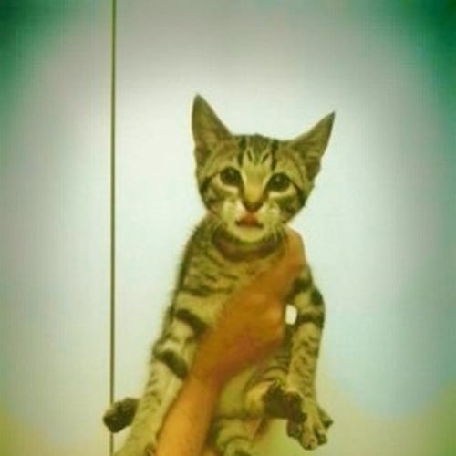 No photo for Nibbles (On Trial)