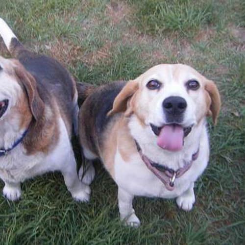 No photo for Holly & Buster Male & Female Together
