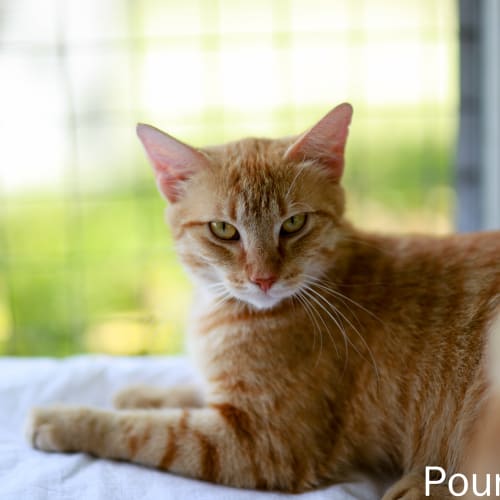 No photo for Pound Cats | Gingerbear