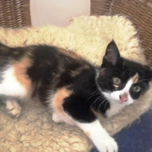Pippa - Adoption Pending
