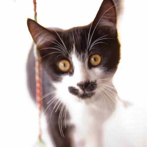 No photo for Tim Id11255. Such A Beautiful Face. 
