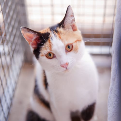 No photo for Bess Id11490. Beautiful Bess