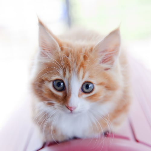 No photo for Duncan Id11596. A Blue Eyed Ginger Baby