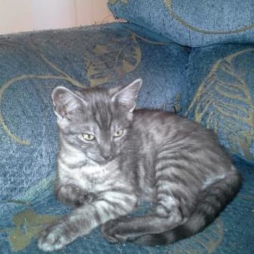 Tyson