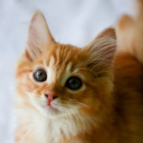 No photo for Pound Cats | Tosca
