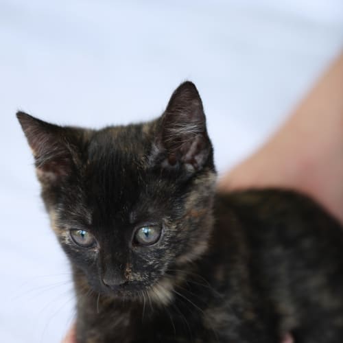 No photo for Pound Cats | Elektra