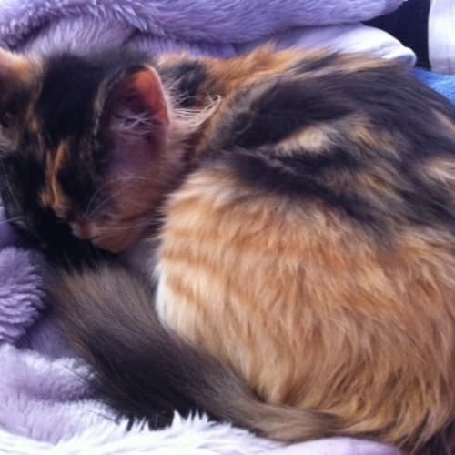 No photo for Meekie*On Trial With Her New Family*