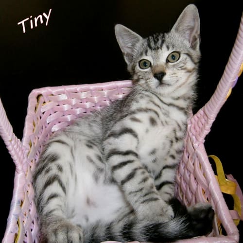 No photo for Tiny