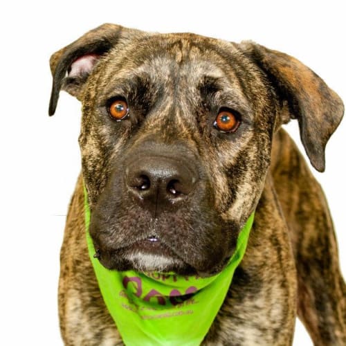 No photo for Oscar