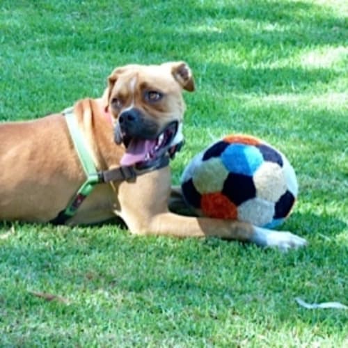 No photo for Tyson   Adoption Pending