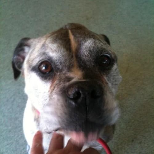 No photo for Eve Hd274 *Urgent Foster Required*