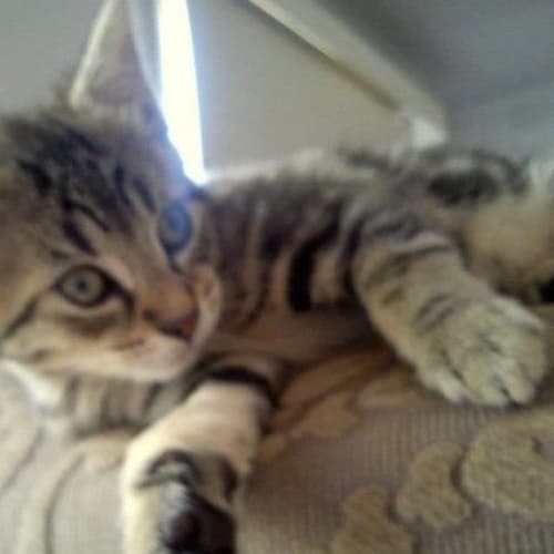 No photo for Tabitha