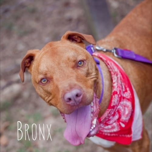 No photo for Bronx