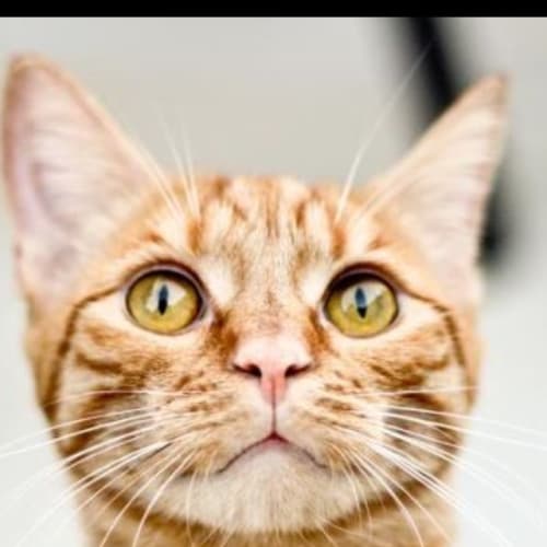 No photo for Neelix