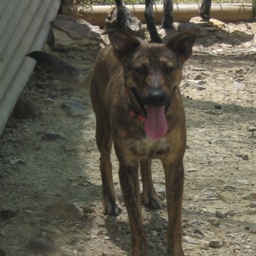 Sheba