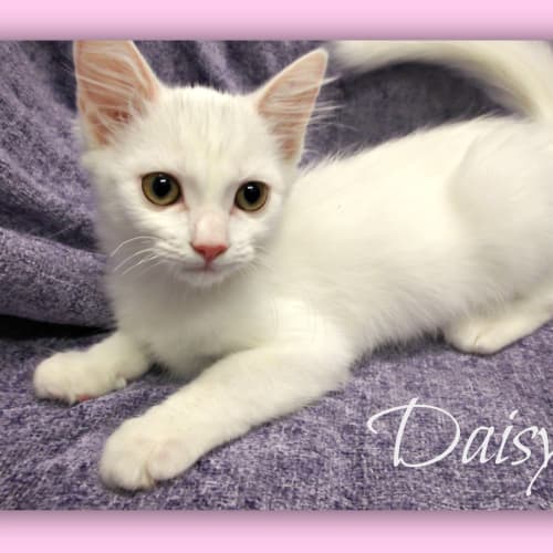 Daisy