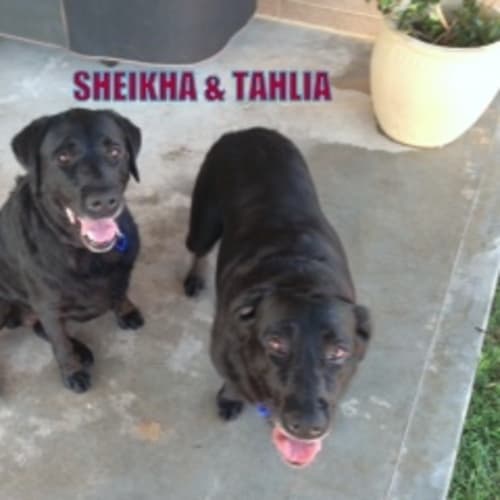 Sheikha & Tahlia (On Trial in a new home 11/1/13)