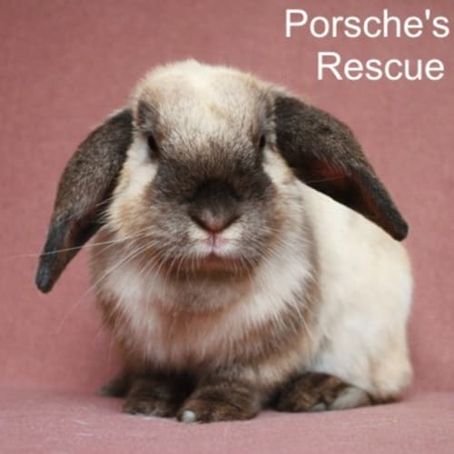 Carmen - Desexed and Vaccinated