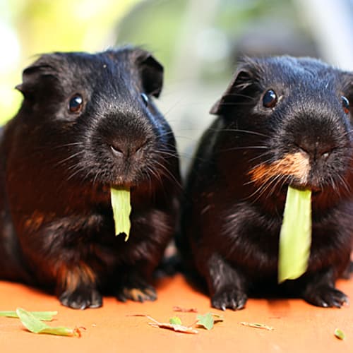 No photo for Jet And Mougly! (Adorable Brothers/Best Friends!)