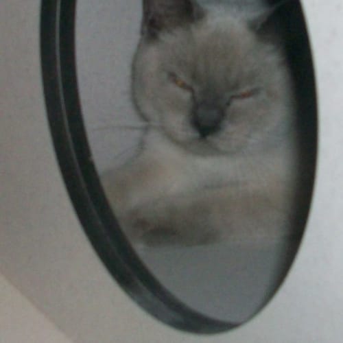 No photo for Tinkerbelle
