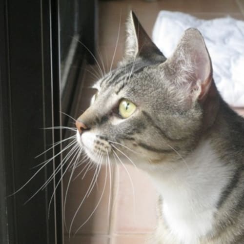 No photo for Boots   Adoption Pending