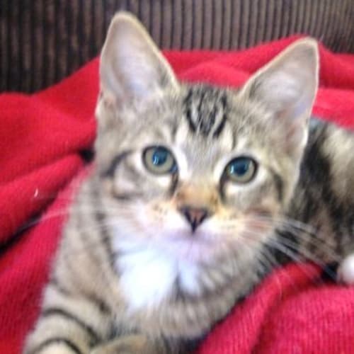 No photo for Nigel   Adoption Pending
