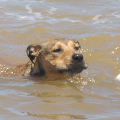No photo for Bob/On Trial