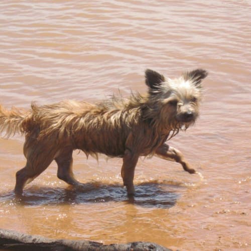 No photo for Scruffy  Girl (Silvie)