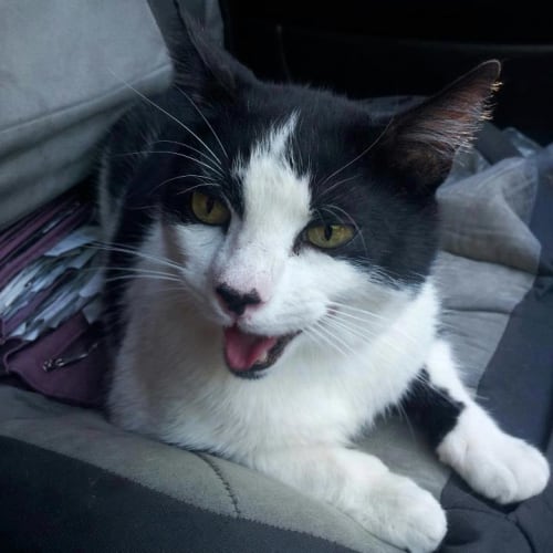 No photo for Sylvester
