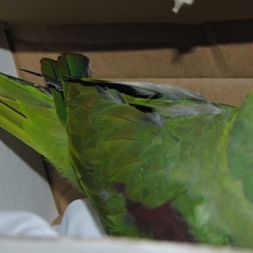 No photo for Emerald