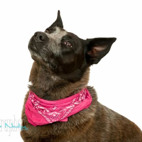 No photo for Lia (Adoption Pending)