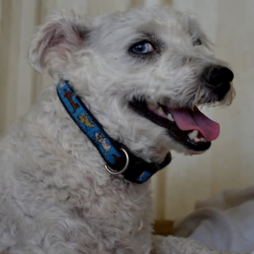 No photo for Benji *On Trial In My New Home*