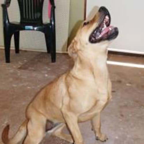 No photo for *On Trial* Bella Rose 