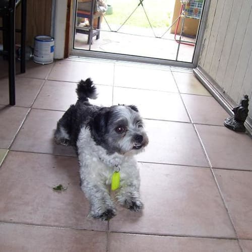 Benji