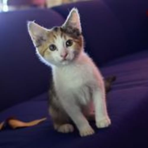 No photo for Emsi *Dog Loving Cat*