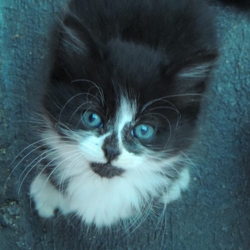 Maisie (to be rehomed with Millie)