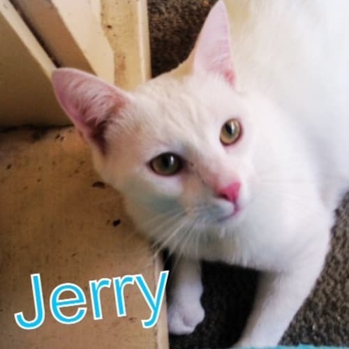 Jerry looking for his 2nd chance