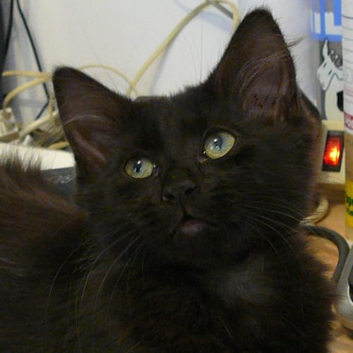 No photo for Sooty