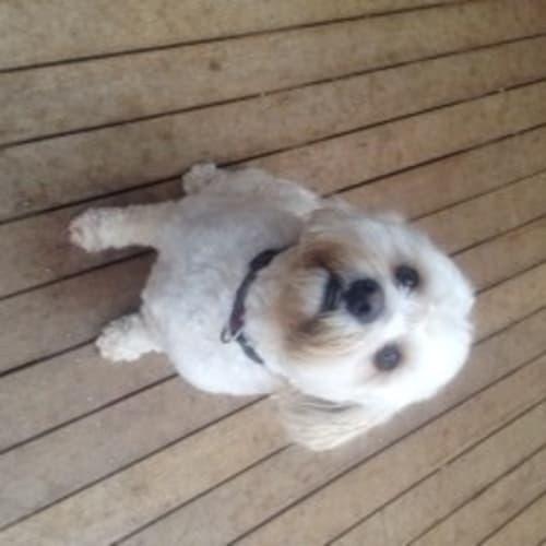 Benji