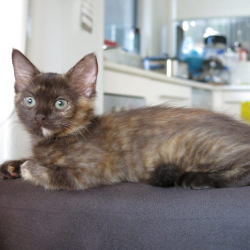 Tullulah