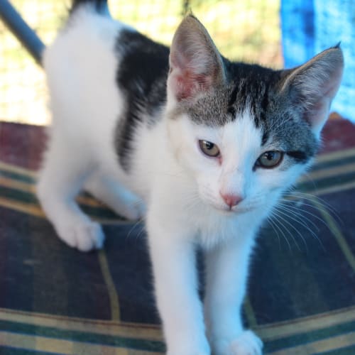 No photo for Pound Cats | Rocky