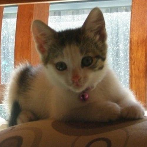 No photo for Violet  *Adoption Day 27/01/2013*