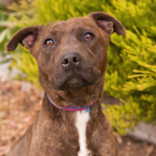 No photo for Roxy Id11693