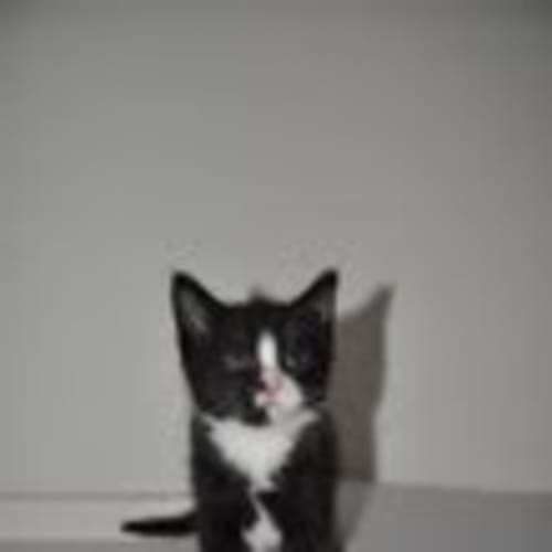 No photo for Daemon