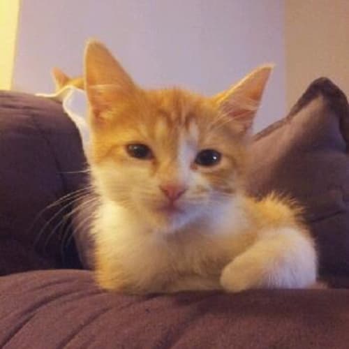 No photo for Whitey