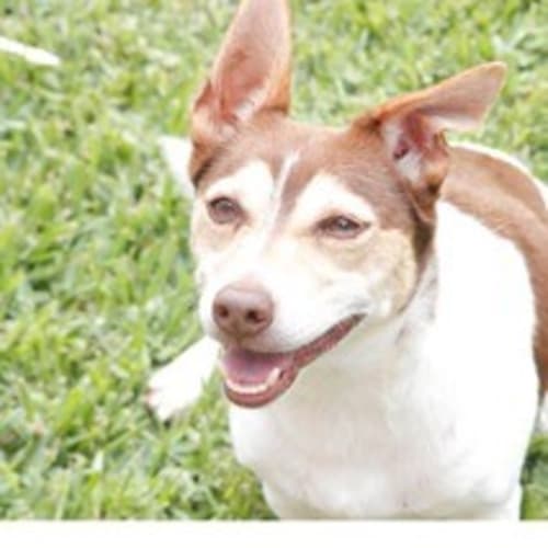 No photo for Tyson (Pets Domain)