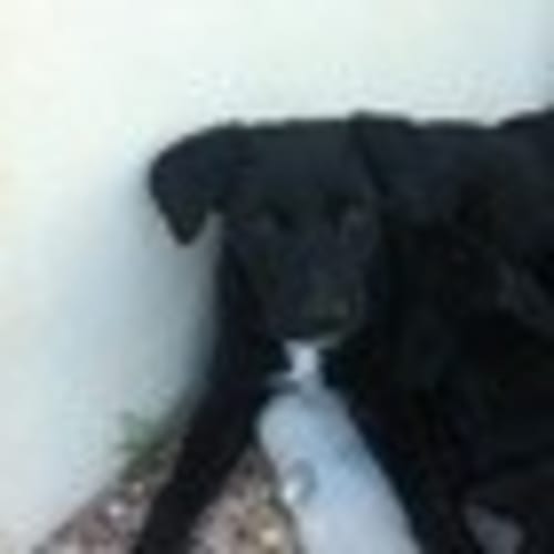 No photo for Labrador Cross Puppies